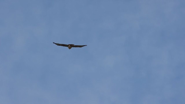 Red-tailed Hawk (calurus/alascensis) - ML295489571