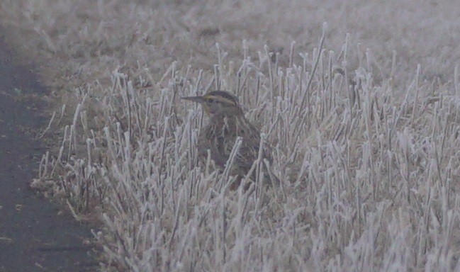 Western Meadowlark - ML295489951