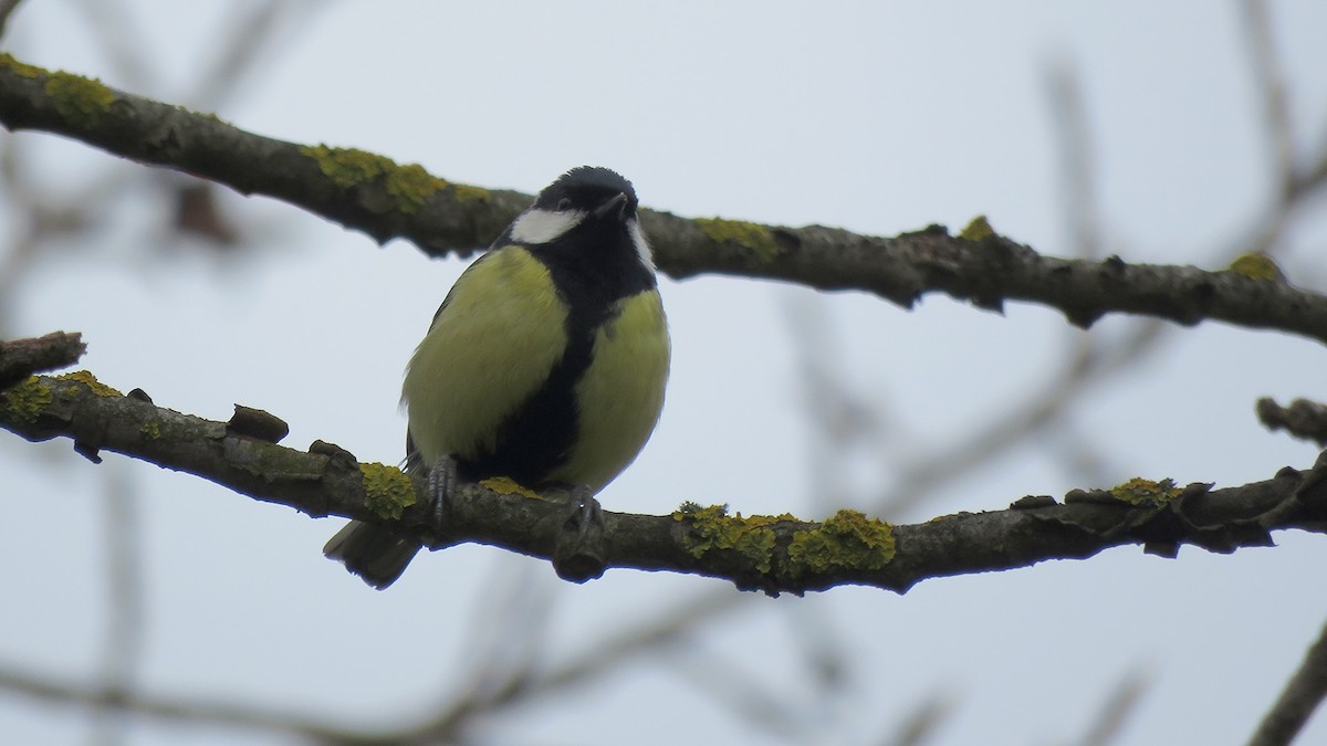 Great Tit (Great) - ML295490561