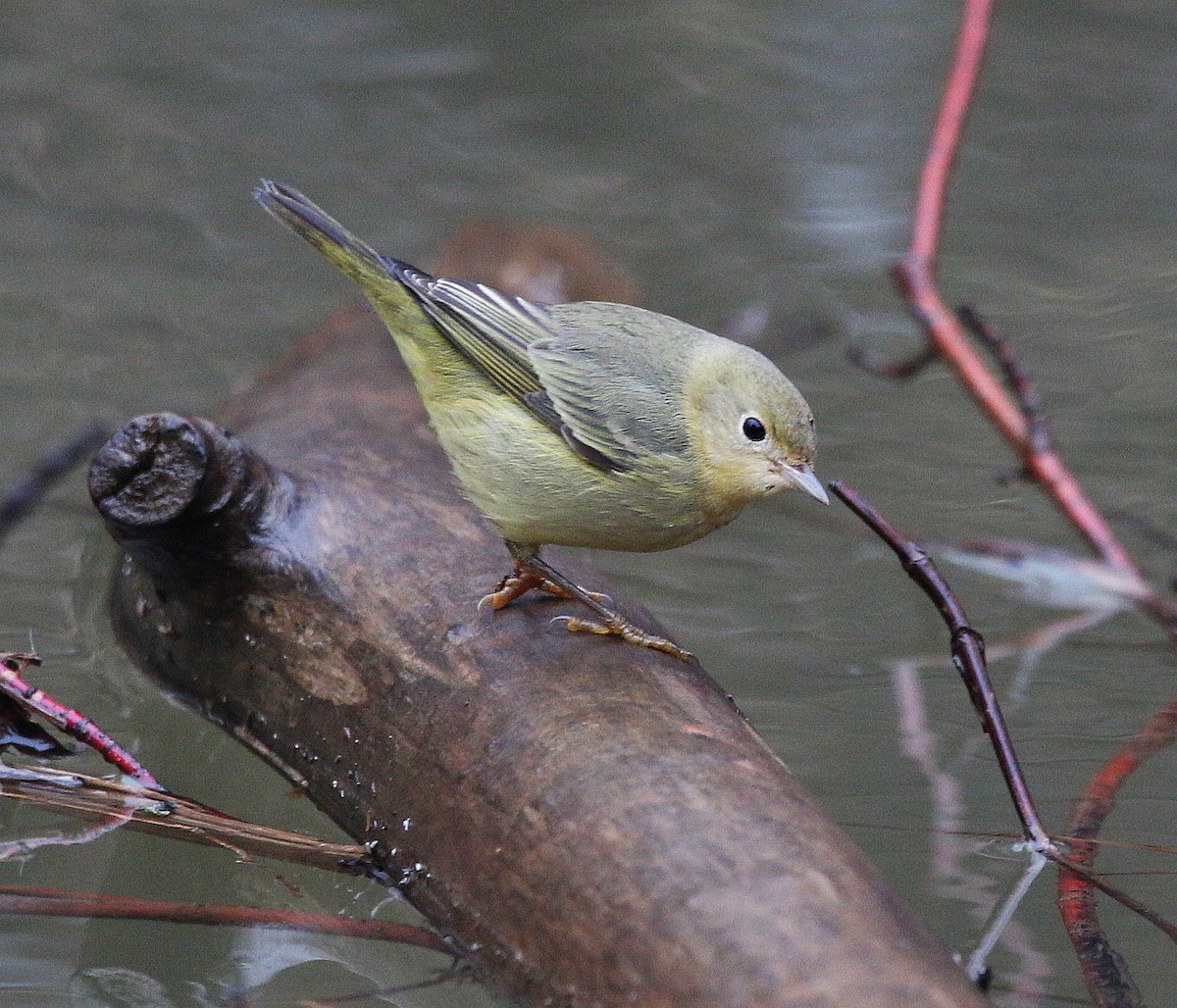 Yellow Warbler - Charles Fitzpatrick