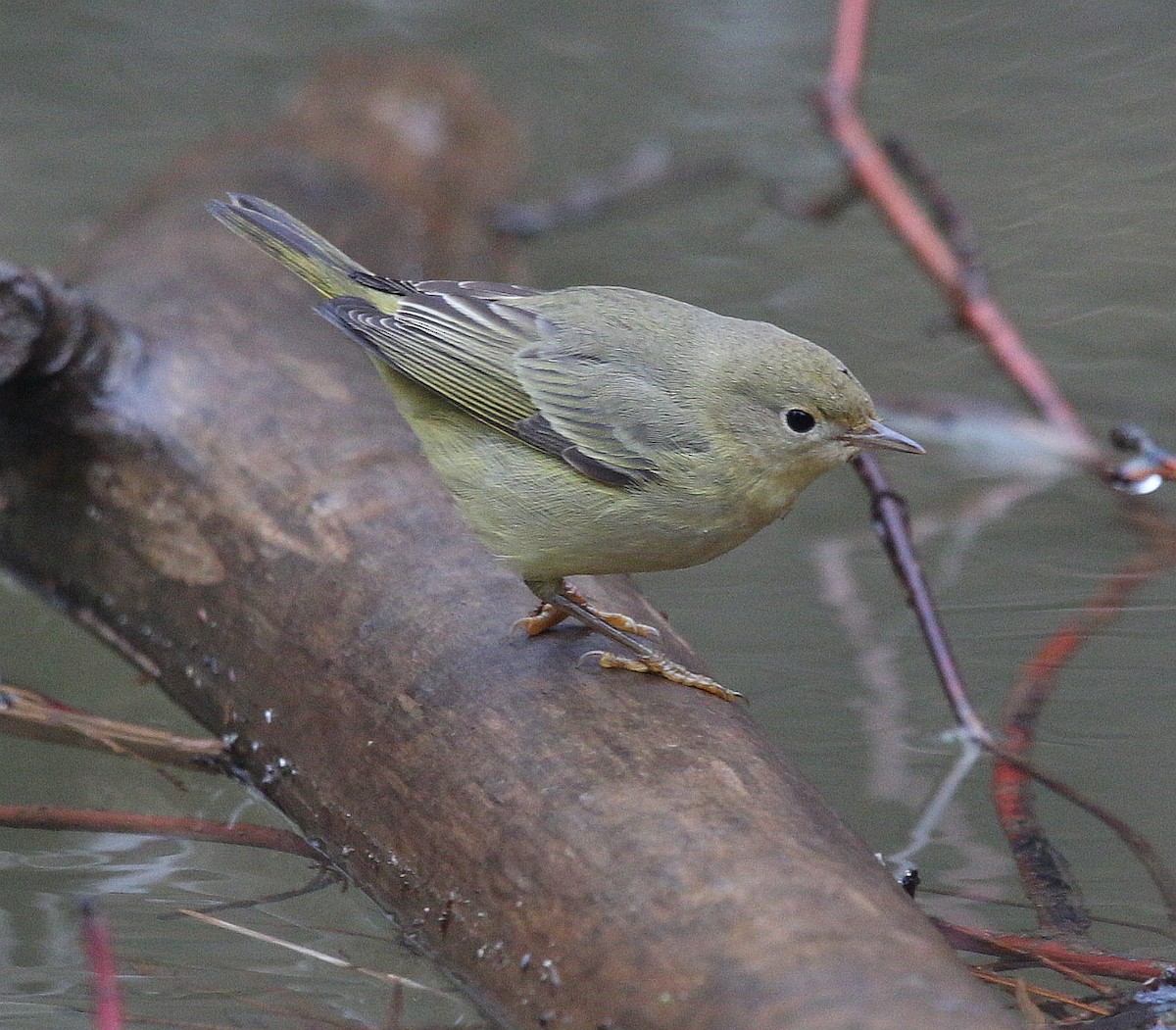 Yellow Warbler - ML295491381