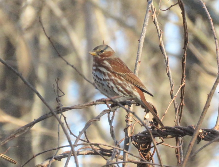 Fox Sparrow (Red) - Michael Bowen