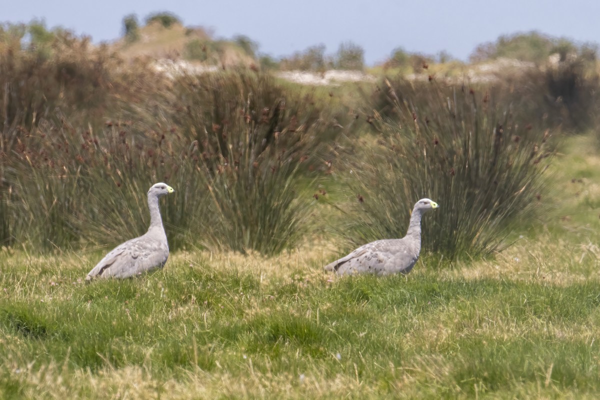 Cape Barren Goose - Andreas Heikaus