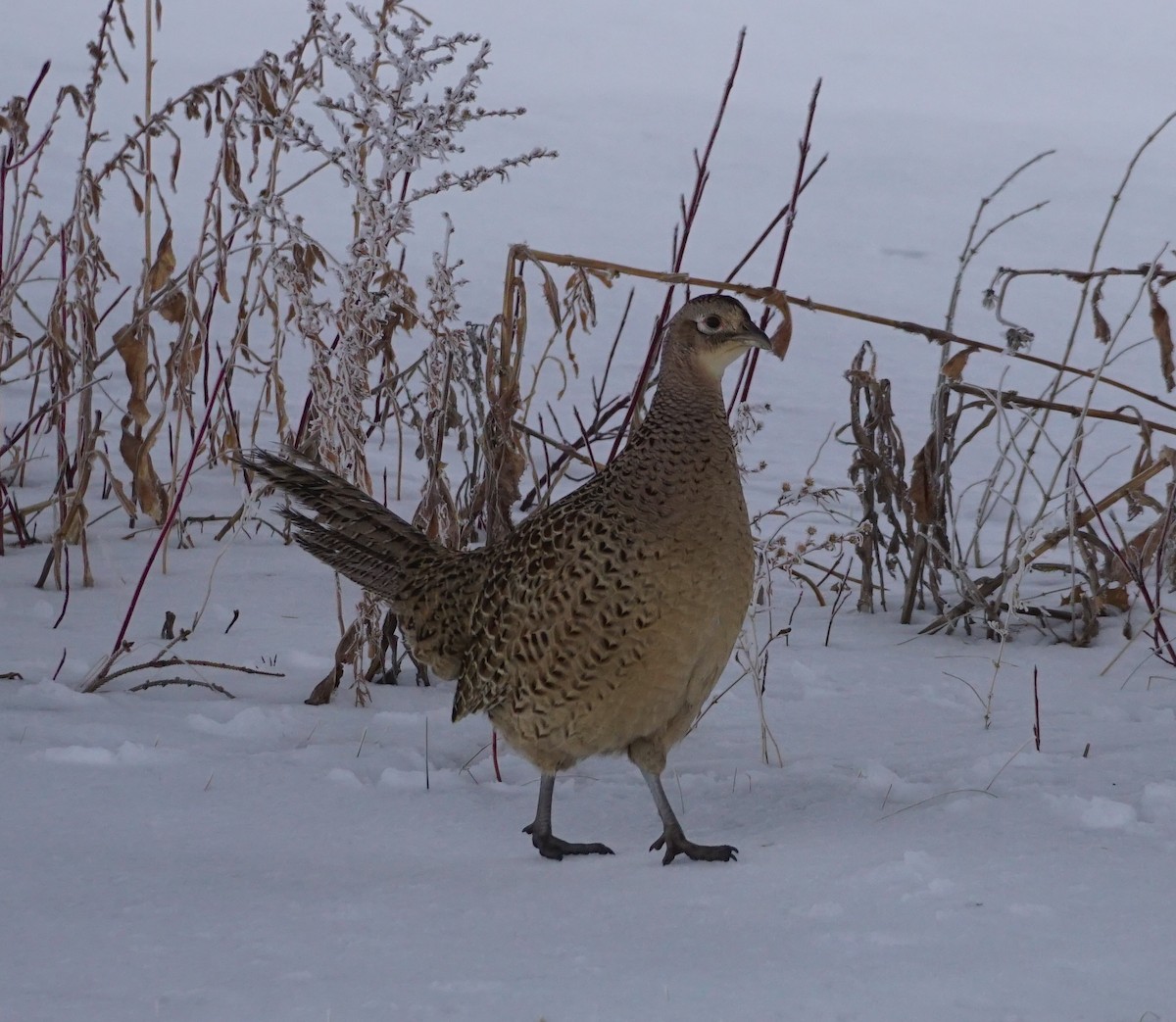 Ring-necked Pheasant - ML295492181