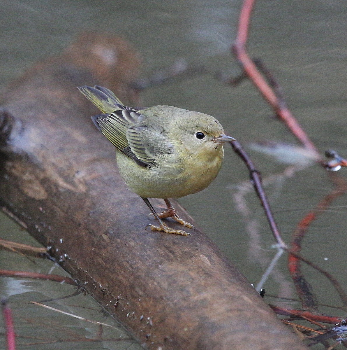 Yellow Warbler - ML295492301