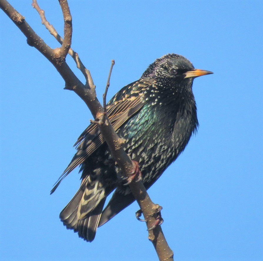 European Starling - ML295492731