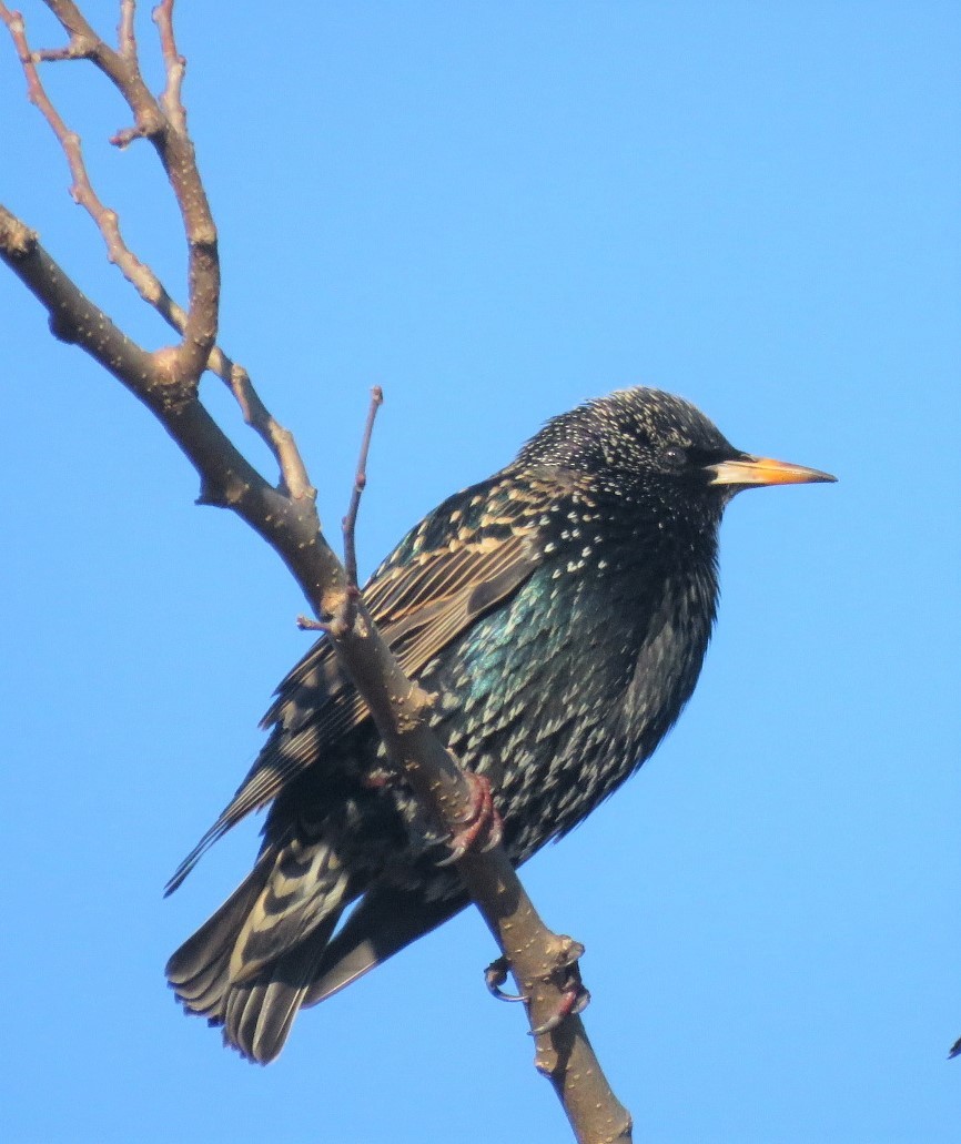 European Starling - ML295492741