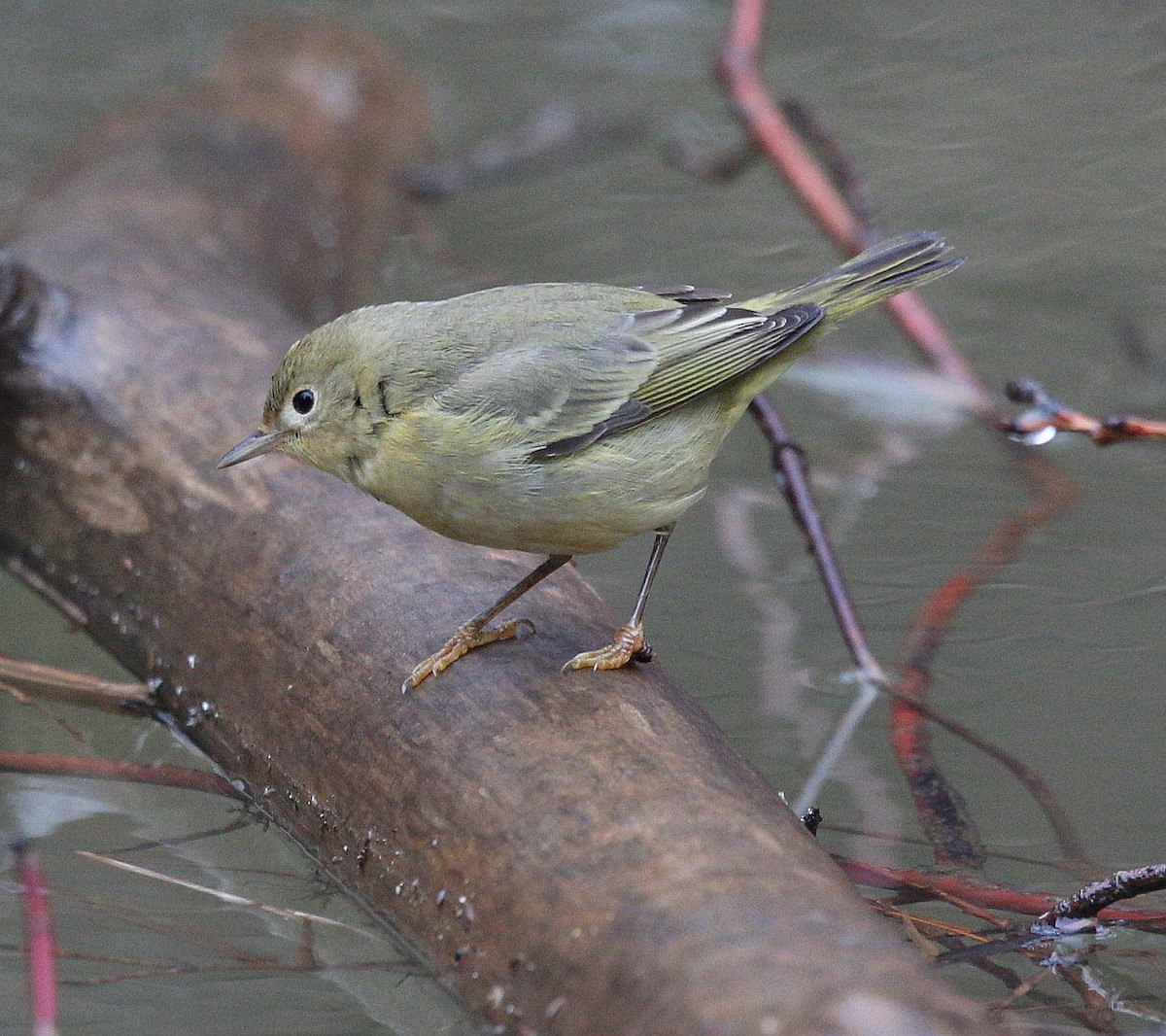 Yellow Warbler - ML295493351