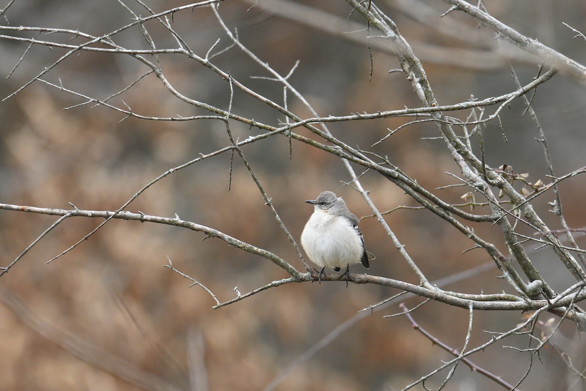 Northern Mockingbird - ML295493821
