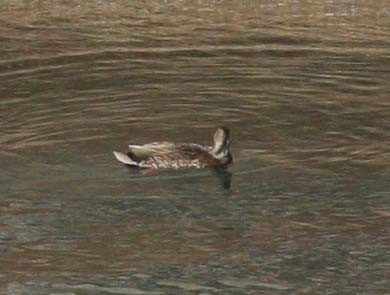 Mallard x Mexican Duck (hybrid) - ML295494491