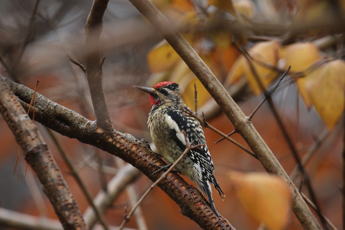 Yellow-bellied Sapsucker - ML295495041