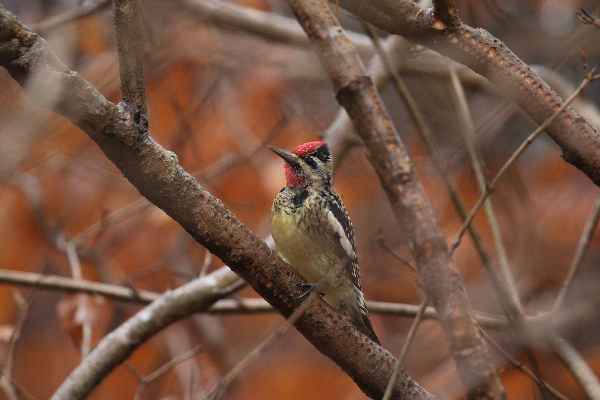 Yellow-bellied Sapsucker - ML295495051