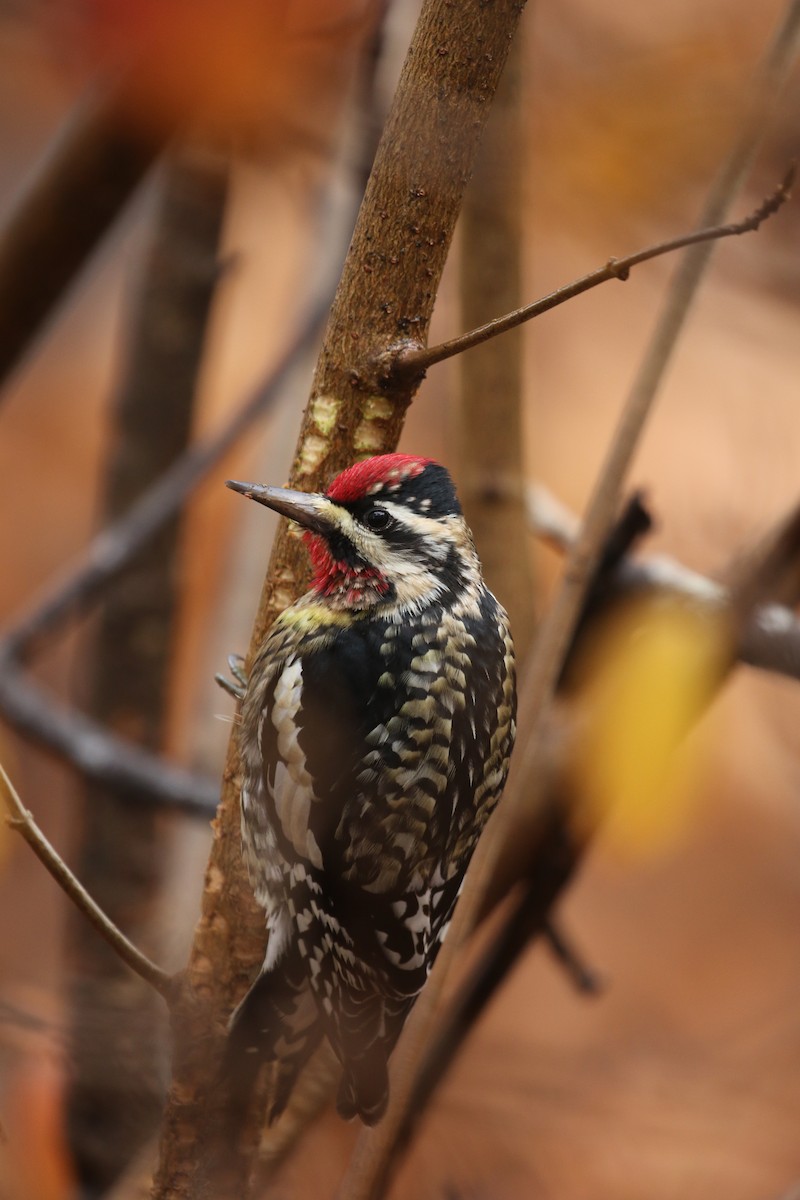 Yellow-bellied Sapsucker - ML295495071