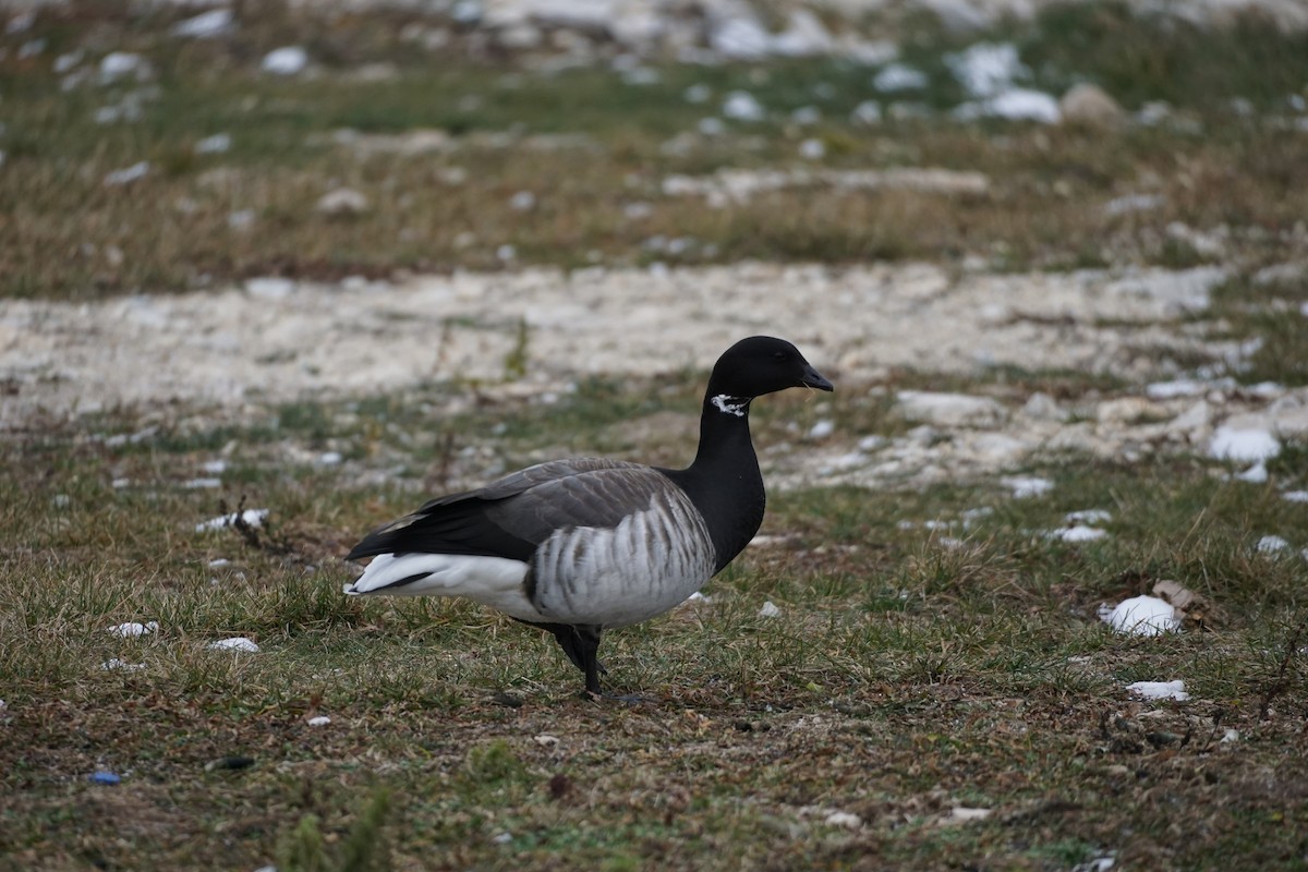 Branta musubeltza - ML295495241