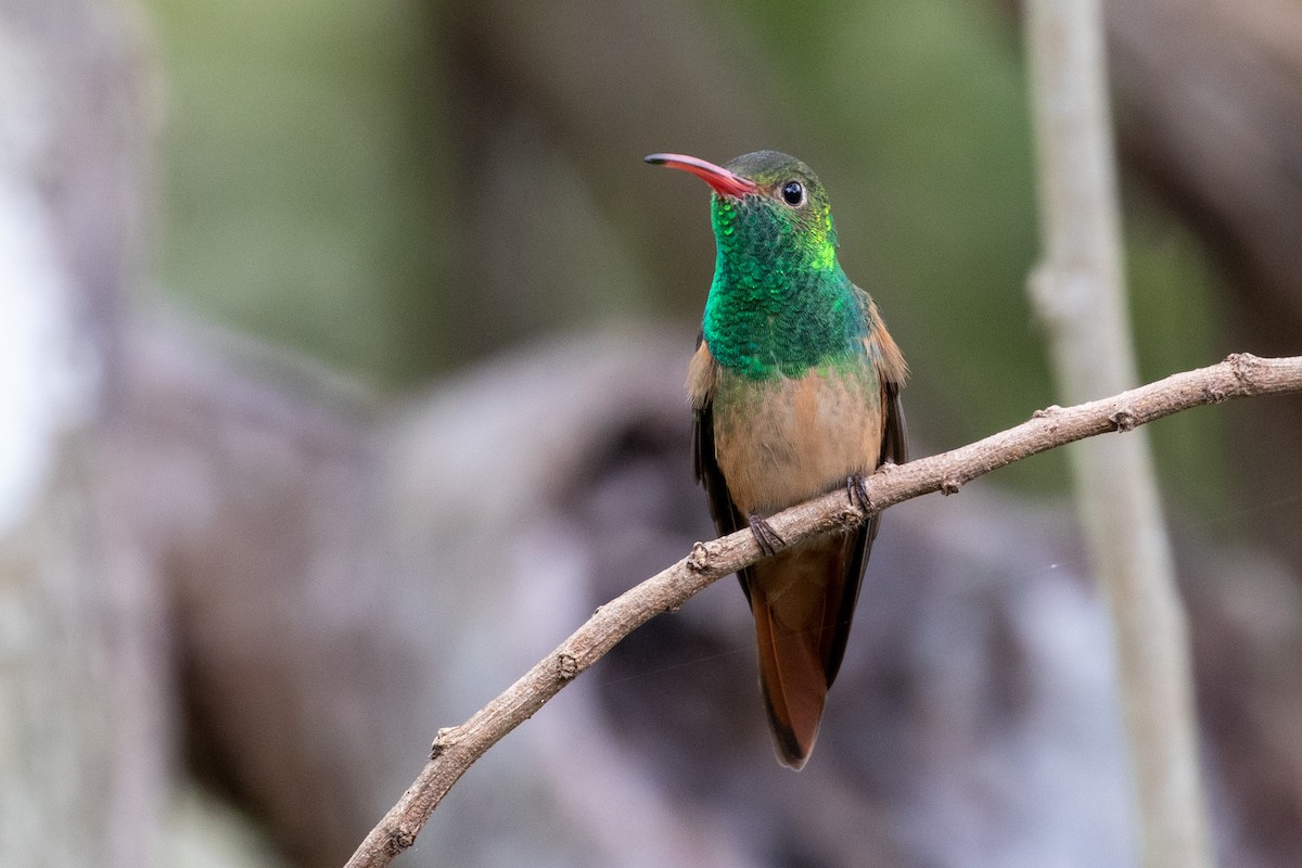 Buff-bellied Hummingbird - ML295495441