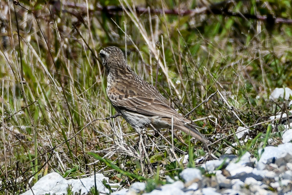 New Zealand Pipit - ML295495621