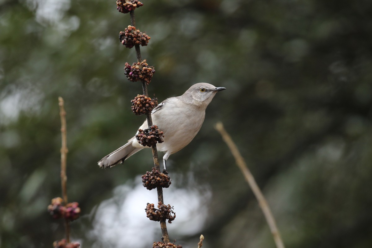 Northern Mockingbird - ML295495911