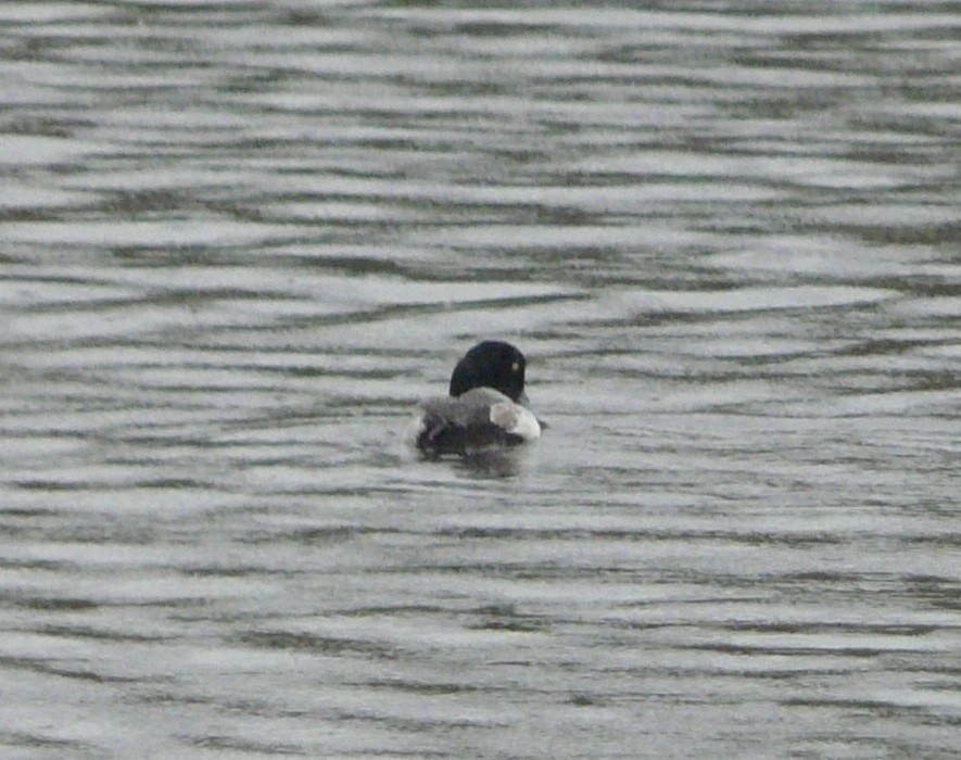 Greater Scaup - Sean McCool