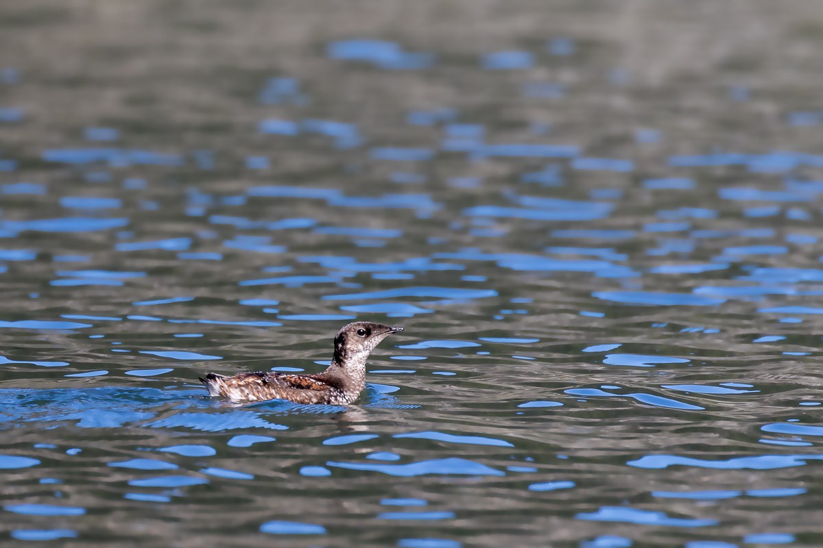 Guillemot marbré - ML295497931