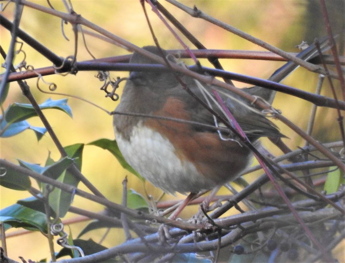 Eastern Towhee - ML295500121