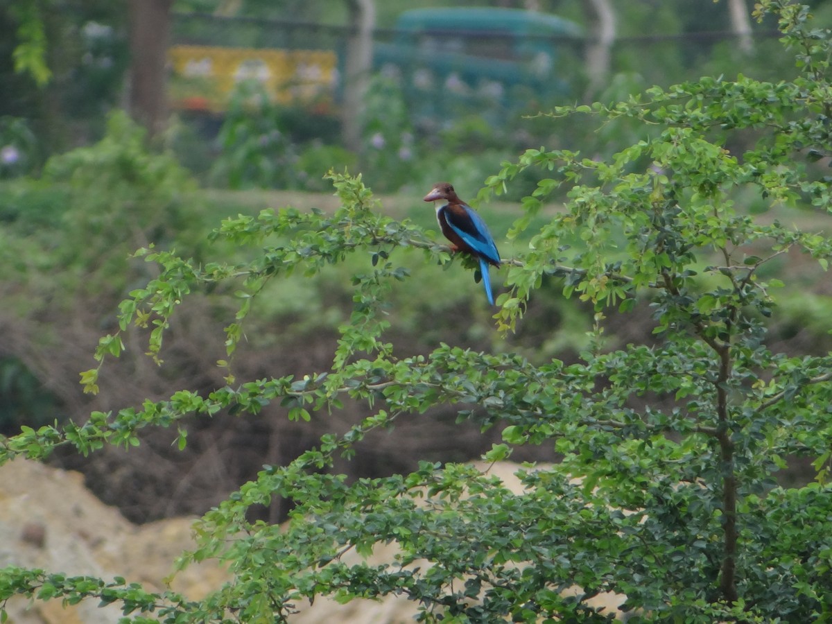 White-throated Kingfisher - ML29550171