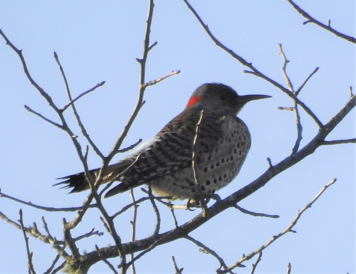 Northern Flicker - ML295501811