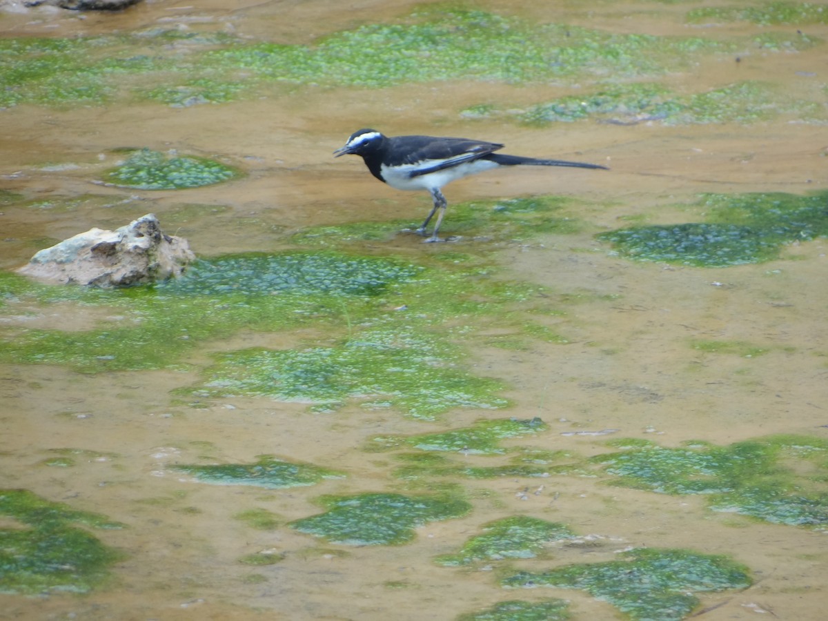 White-browed Wagtail - ML29550191