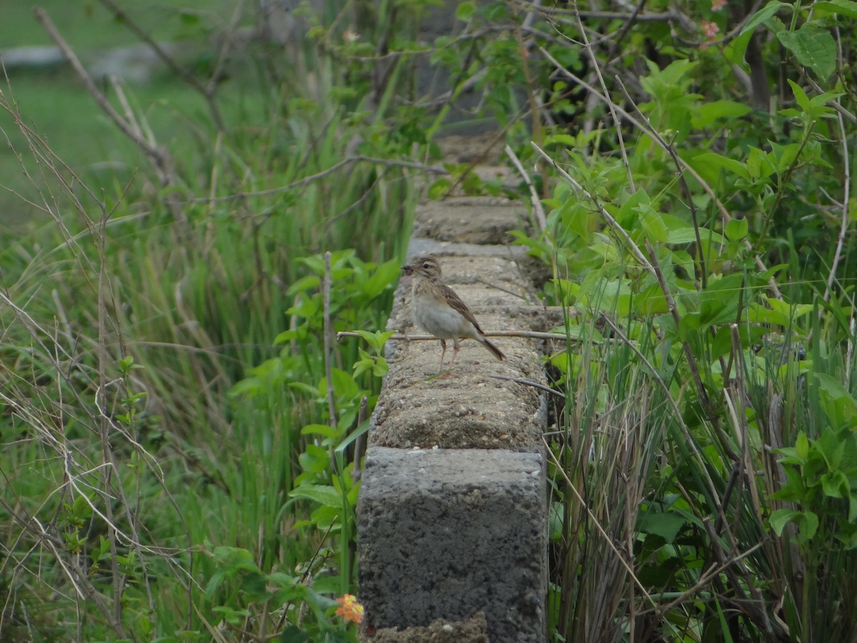 Paddyfield Pipit - Vidhya Sundar