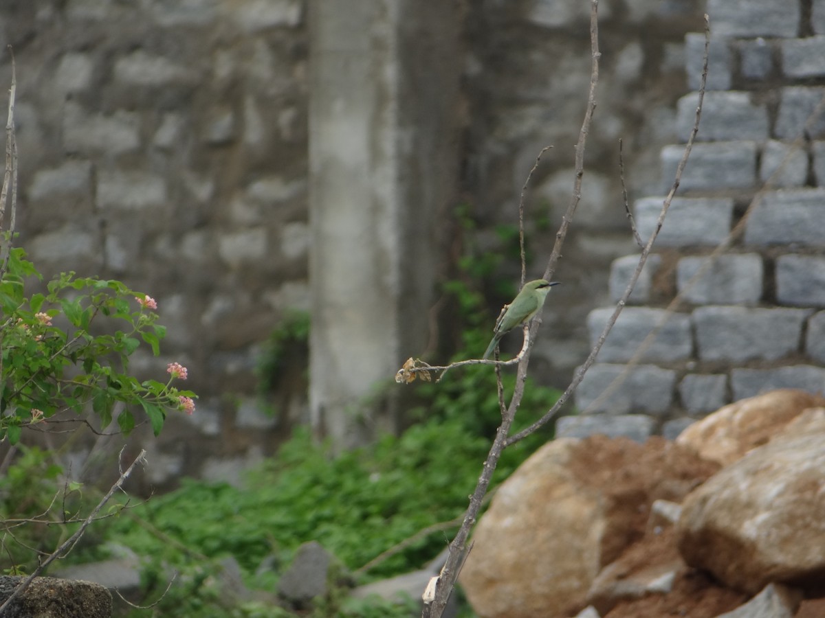 Asian Green Bee-eater - ML29550331