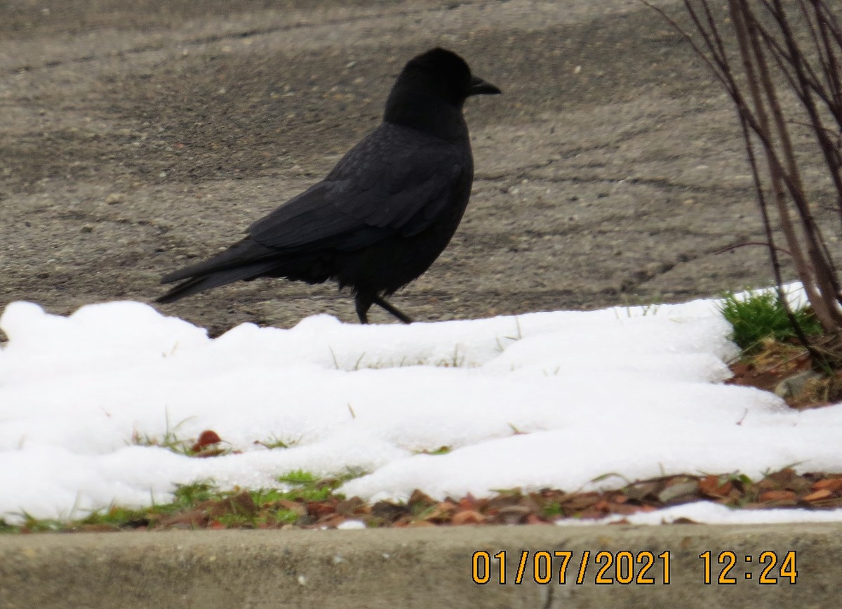 American Crow - ML295503681
