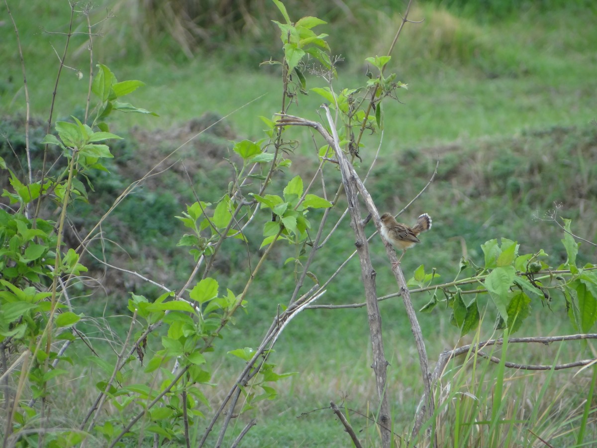 Zitting Cisticola - ML29550391