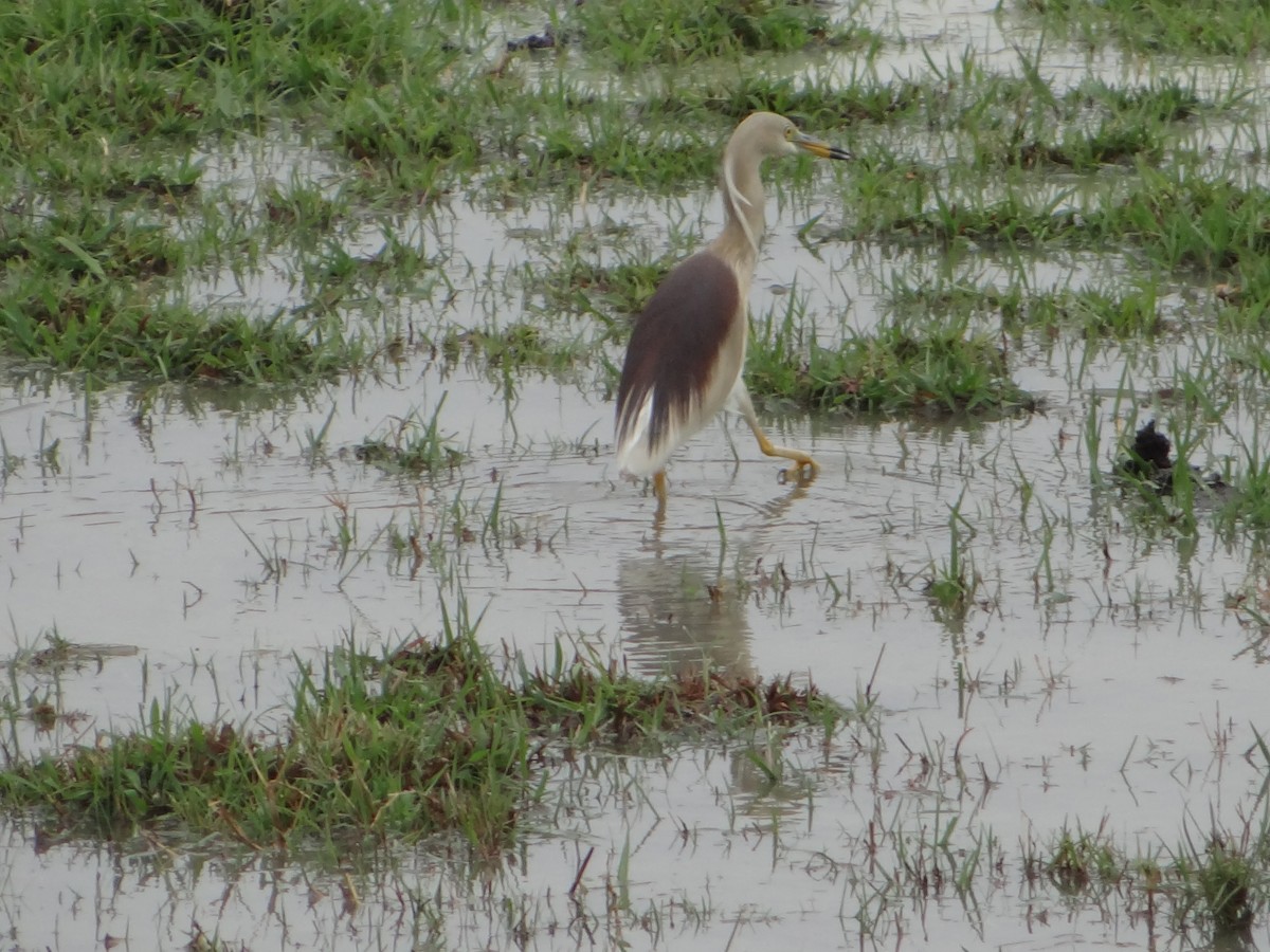 Indian Pond-Heron - ML29550451