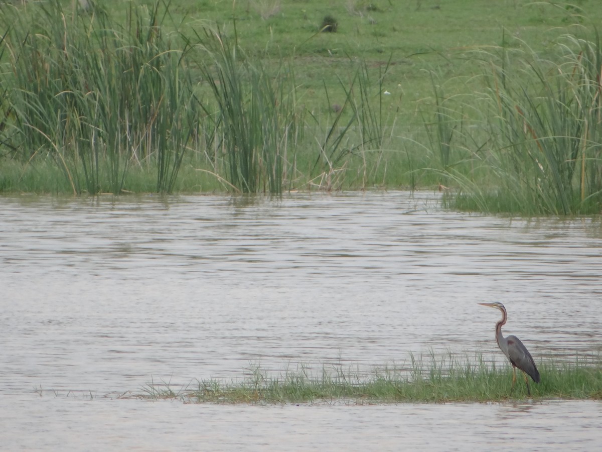 Purple Heron - Vidhya Sundar