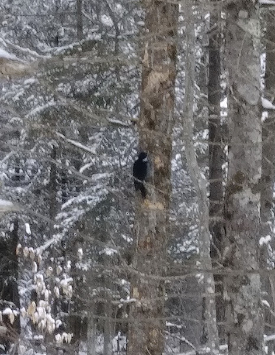 Black-backed Woodpecker - ML295504901