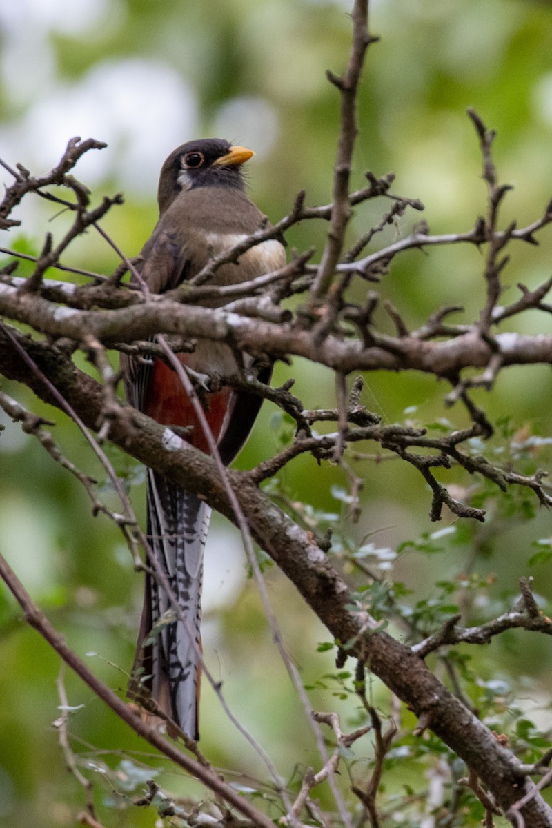 Elegant Trogon - ML295505211