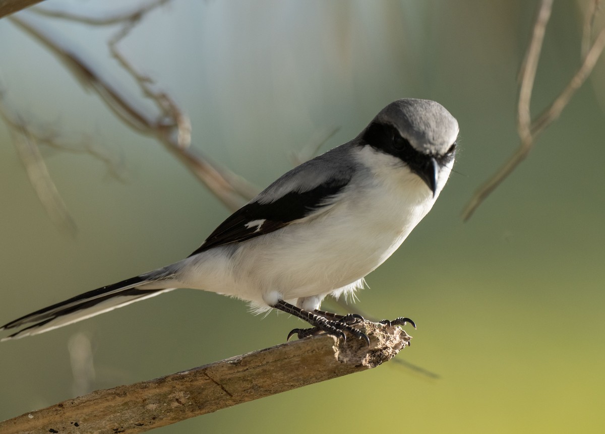 Loggerhead Shrike - ML295505891