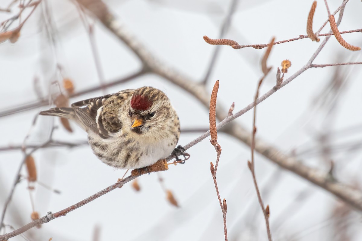 Common Redpoll - ML295506931