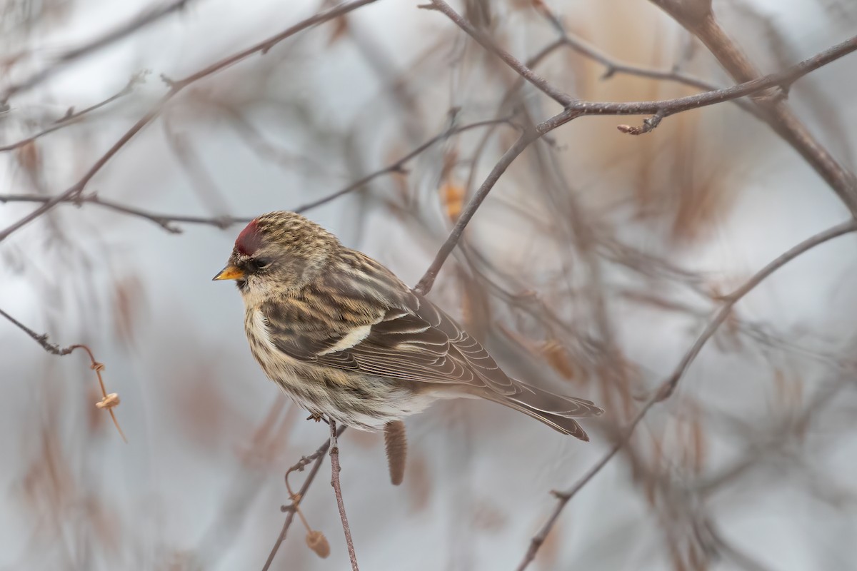 Common Redpoll - ML295506951