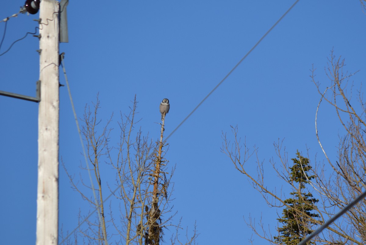 Northern Hawk Owl - ML295507351