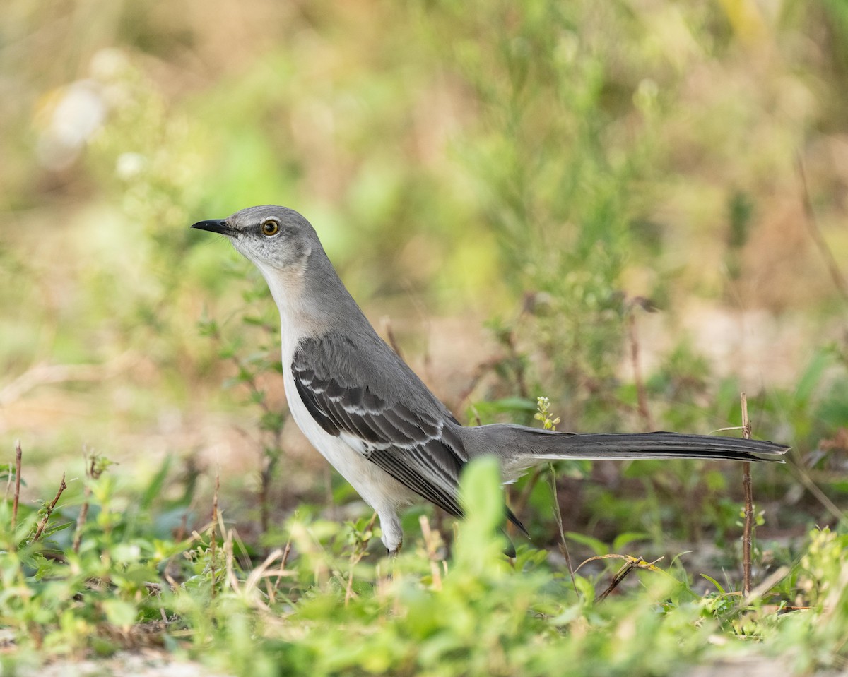 Northern Mockingbird - ML295508391