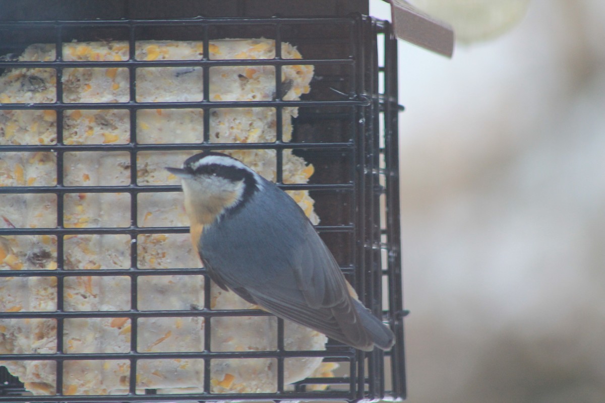 Red-breasted Nuthatch - ML295509031