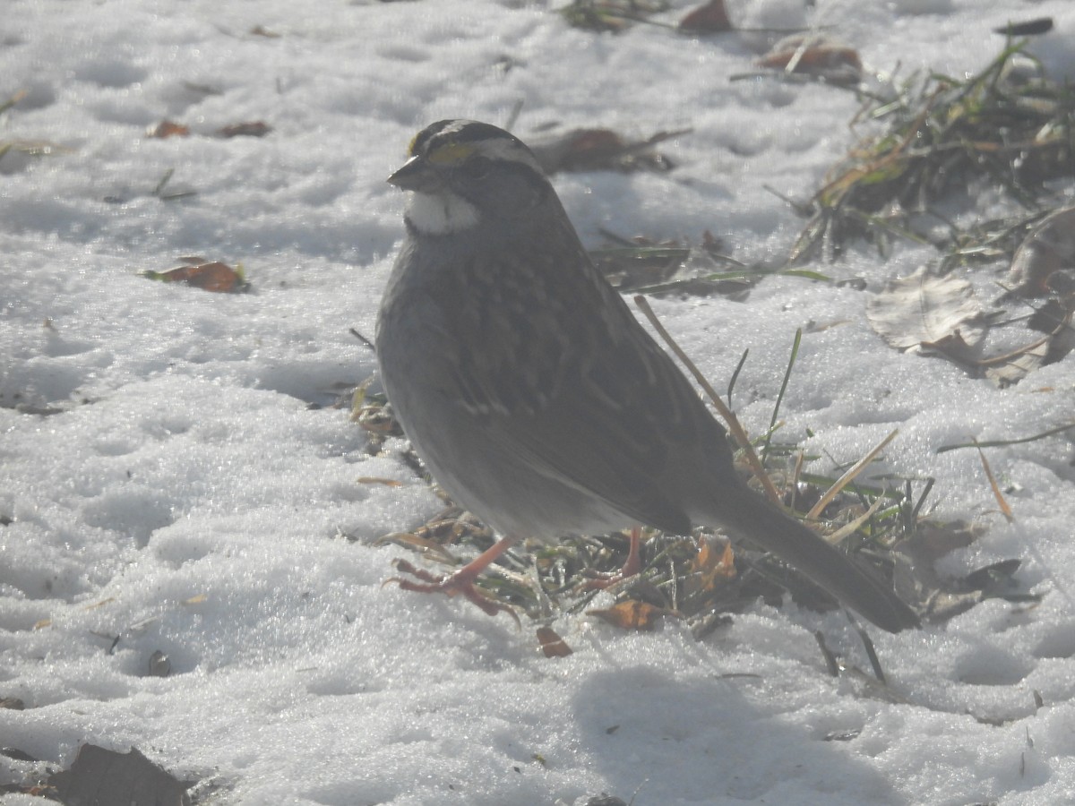 White-throated Sparrow - ML295509241