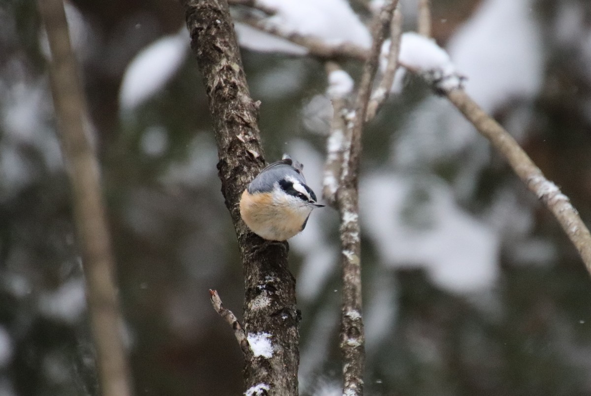 Red-breasted Nuthatch - ML295509841