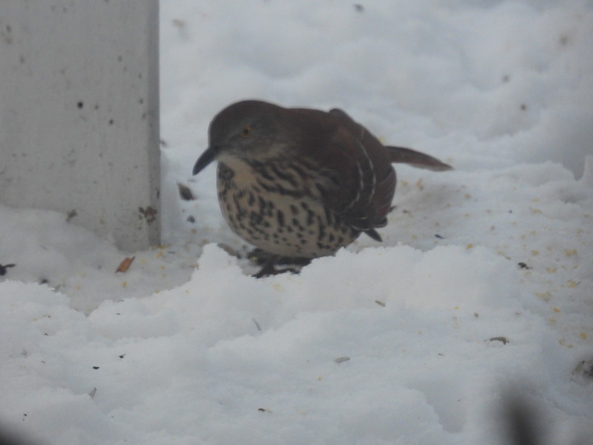 Brown Thrasher - ML295510681