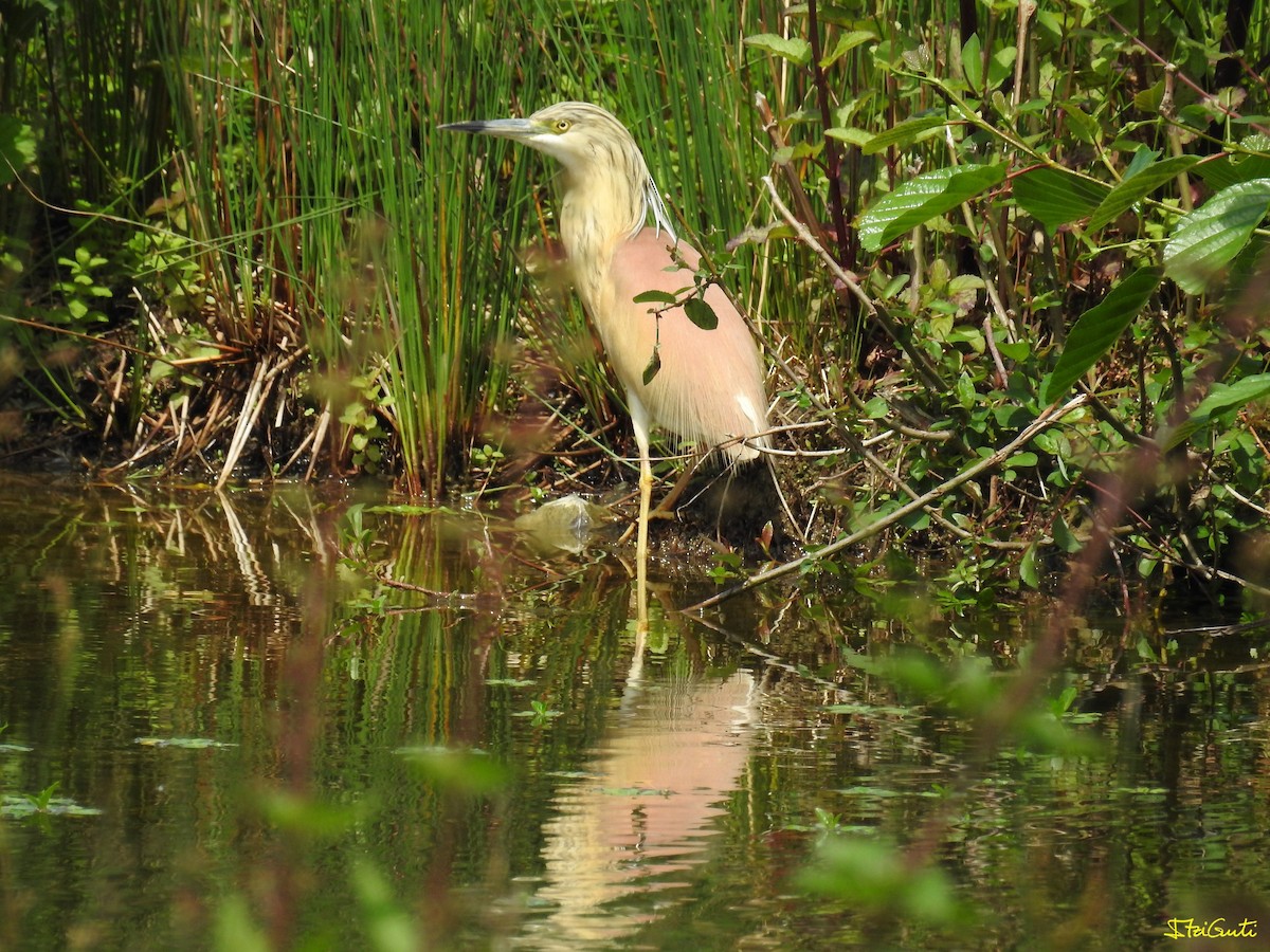 Squacco Heron - Itziar Gutiérrez Uranga 🪶