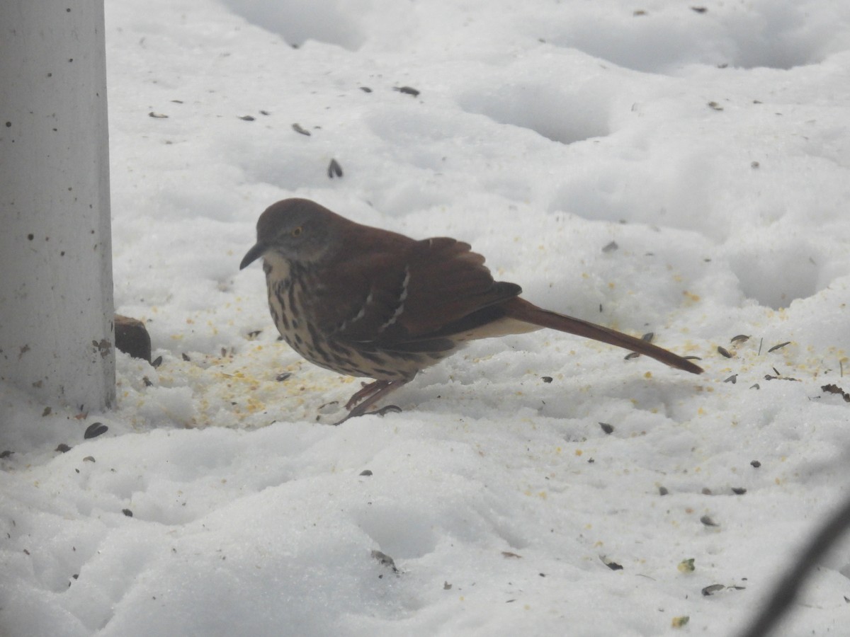 Brown Thrasher - ML295512491