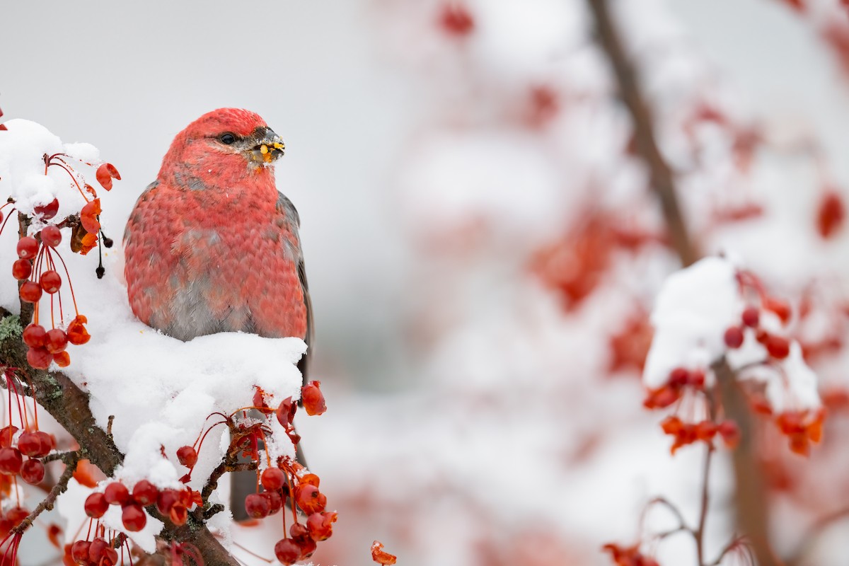 Pine Grosbeak - ML295512891