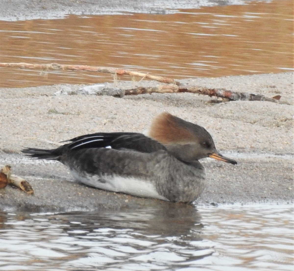 Hooded Merganser - ML295512911
