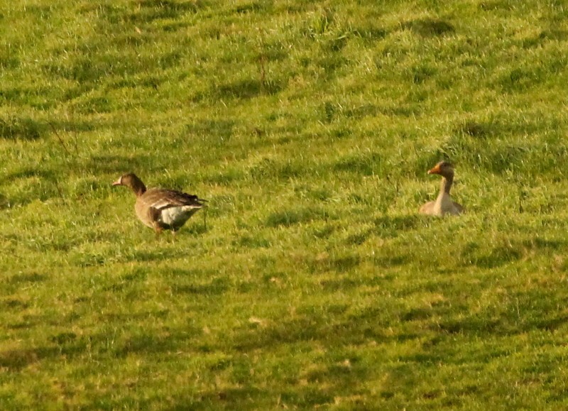 Greater White-fronted Goose - ML295513521