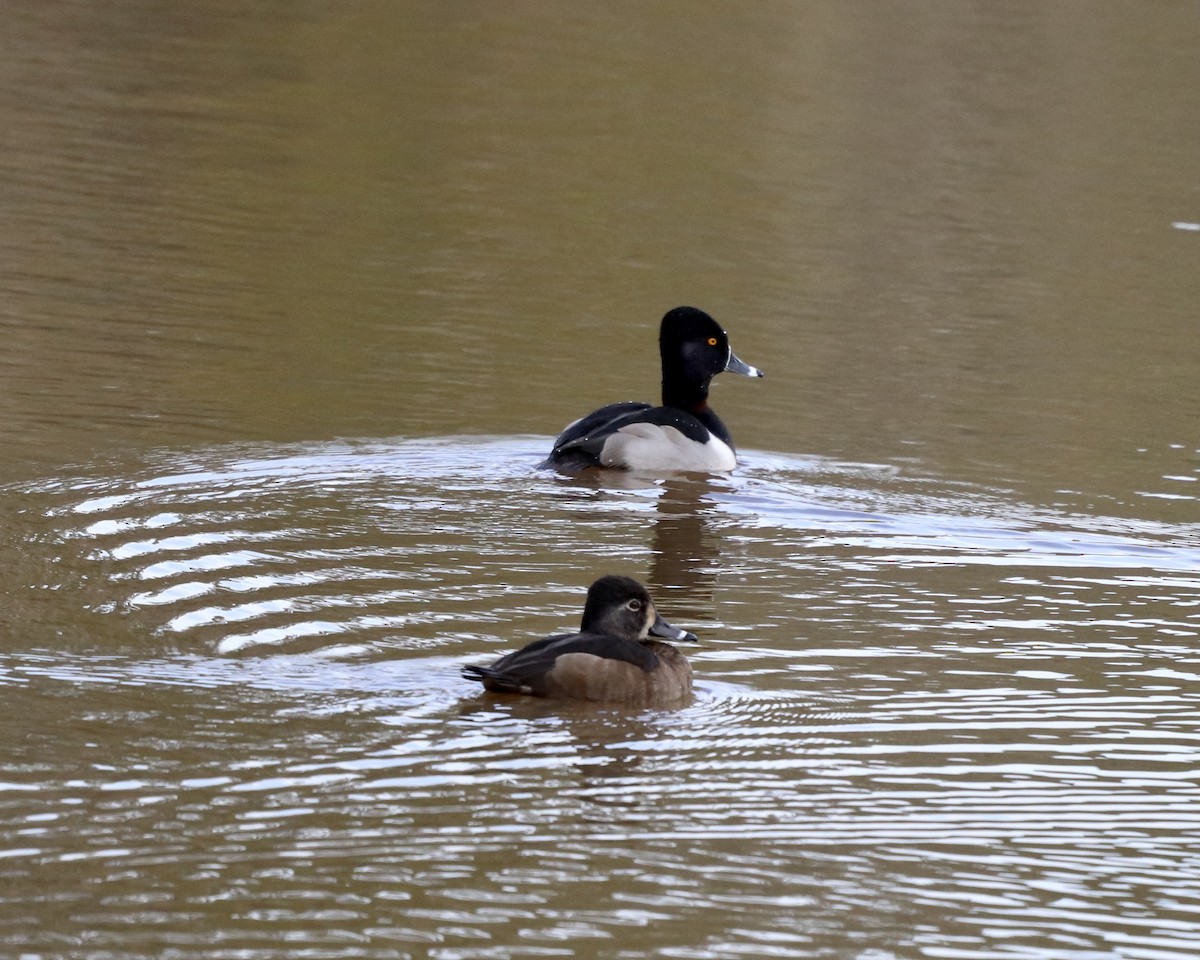 Ring-necked Duck - ML295518631